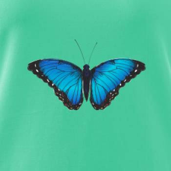 Motyl babočka Morpho Peleides Motyl babočka Morpho Peleides