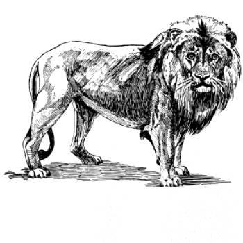 Lev kreslený Lev kreslený