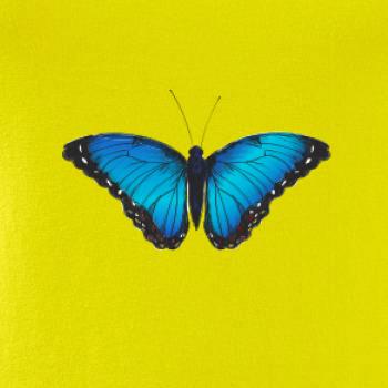 Motyl babočka Morpho Peleides