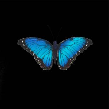 Motyl babočka Morpho Peleides