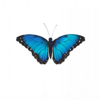 Motyl babočka Morpho Peleides