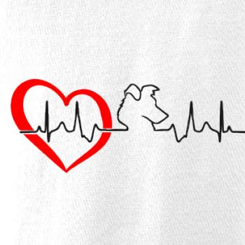 Border kolie EKG Border kolie EKG