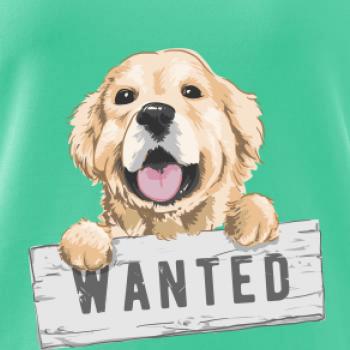 Zlatý retriever - štěně wanted