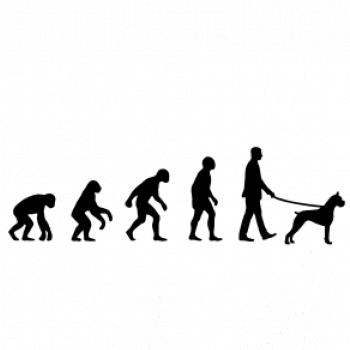Evoluce pes boxer (muž-žena)