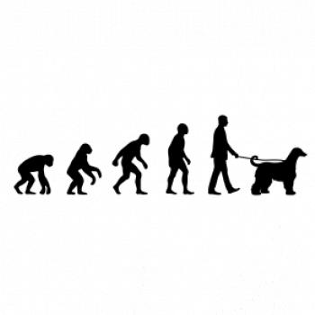 Evoluce pes afgánský chrt (muž-žena)