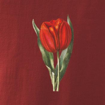 Červený tulipán
