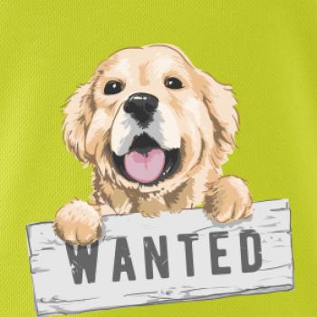 Zlatý retriever - štěně wanted