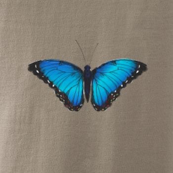 Motyl babočka Morpho Peleides