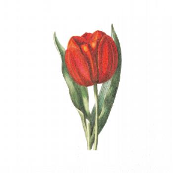 Červený tulipán