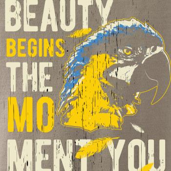Bird macaw Bird macaw