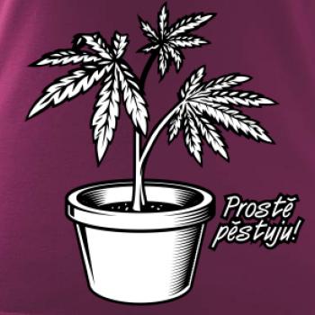 Konopi prostě pěstuju Konopi prostě pěstuju