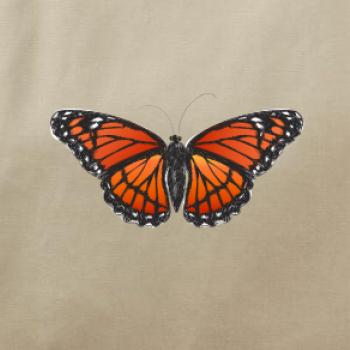 Motýl Monarcha stěhovavý