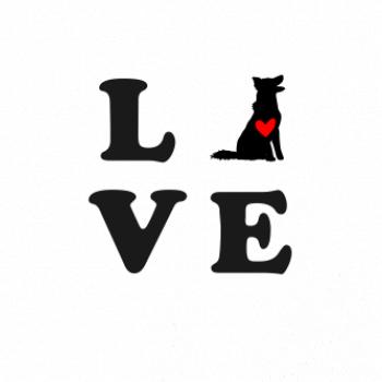 Border kolie love