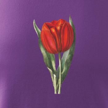 Červený tulipán