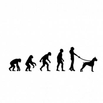 Evoluce pes boxer (muž-žena)