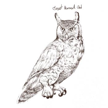 Výr virginský great horned owl