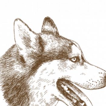 Husky - hlava z boku