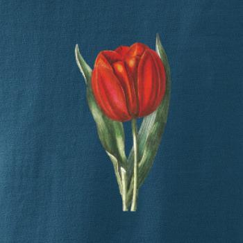Červený tulipán
