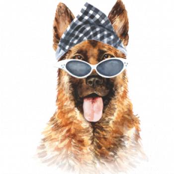 German shepherd se šátkem