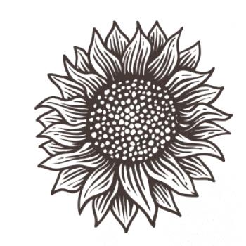 Slunečnice kreslená černobílá