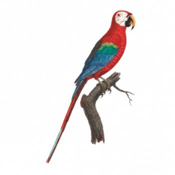 Papoušek červený na větvi
