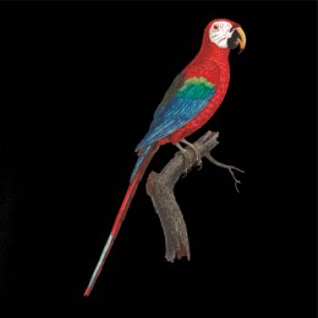 Papoušek červený na větvi