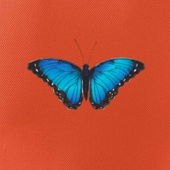 Motyl babočka Morpho Peleides