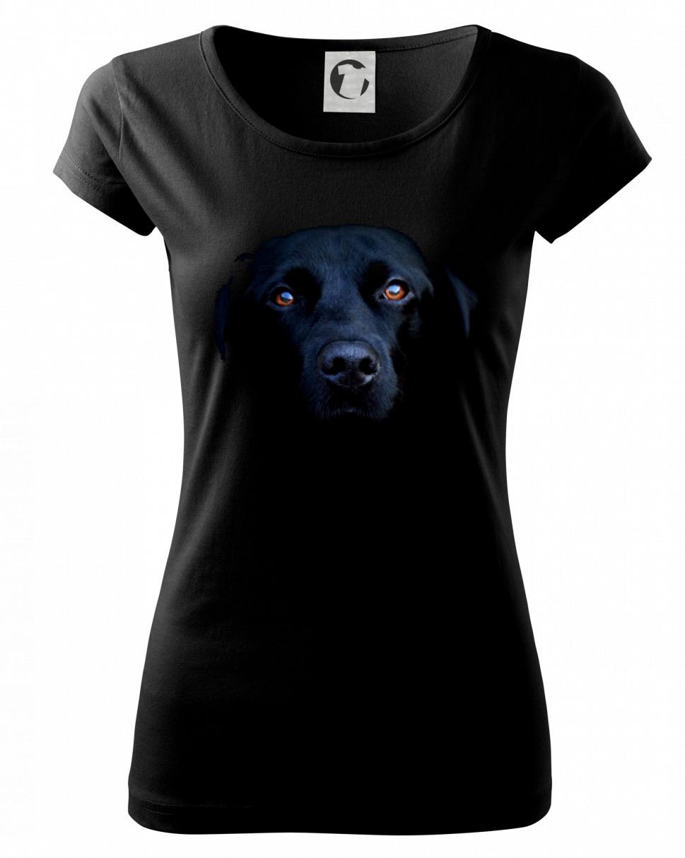 Černý Labrador fotka Černý Labrador fotka