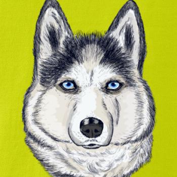 Husky hlava - kreslený