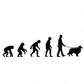 Evoluce pes Sheltie (muž-žena)