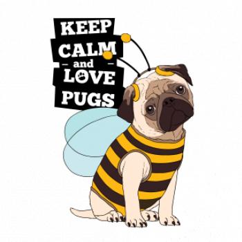 Keep calm and love pugs
