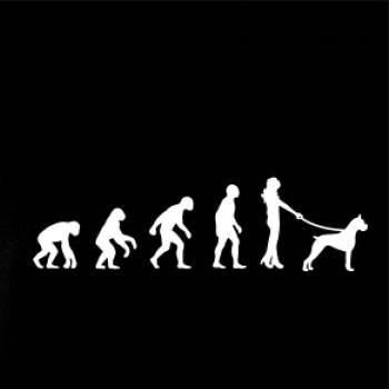 Evoluce pes boxer (muž-žena)