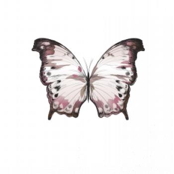 Motýl růžovobílý