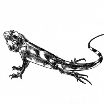 Tužkou kreslený Leguán 