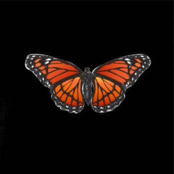 Motýl Monarcha stěhovavý