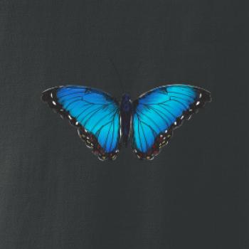 Motyl babočka Morpho Peleides