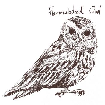 Výreček plaménkový flammulated owl
