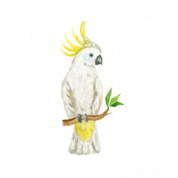 Papoušek Kakadu kreslený