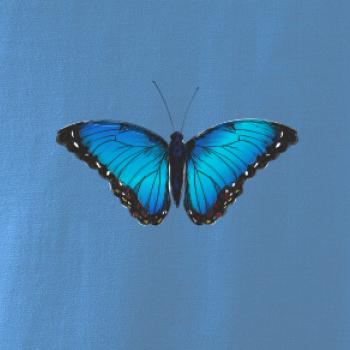 Motyl babočka Morpho Peleides