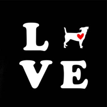 Jack russel terier love