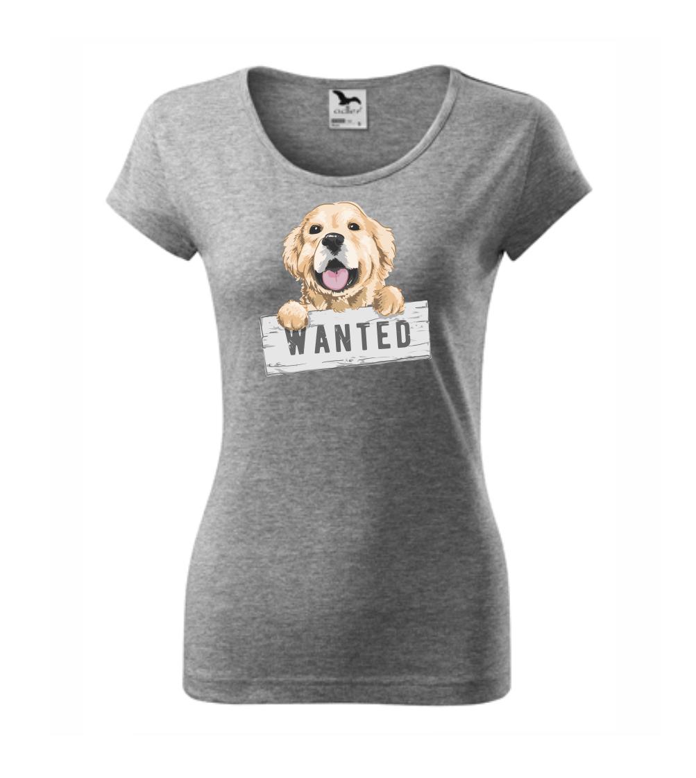 Zlatý retriever - štěně wanted Zlatý retriever - štěně wanted
