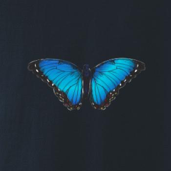 Motyl babočka Morpho Peleides