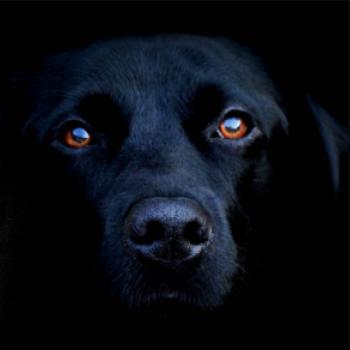 Černý Labrador fotka Černý Labrador fotka