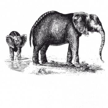 Slonice a slůně kreslené