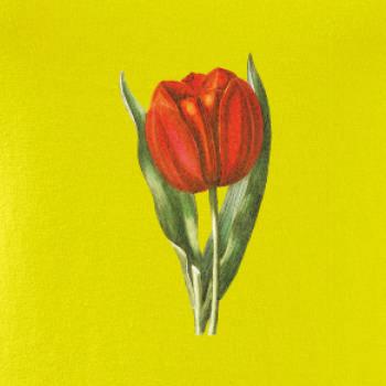 Červený tulipán