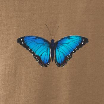 Motyl babočka Morpho Peleides