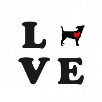 Jack russel terier love