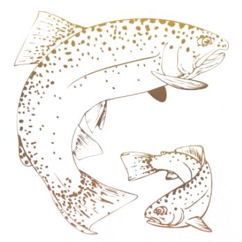 Pstruh duhový kulatý