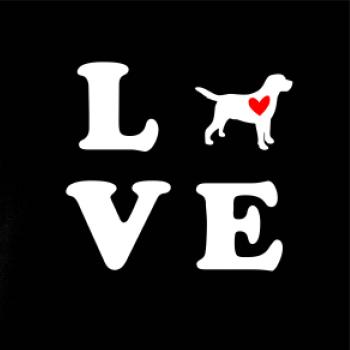 Labrador love Labrador love