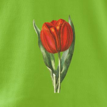 Červený tulipán